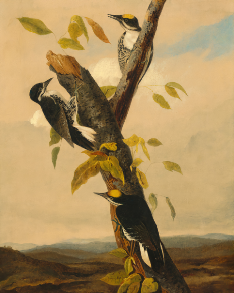  Nature'sRhythm: 'Black-Backed Three-Toed Woodpecker' - Art Print on Paper ARTEMYST
