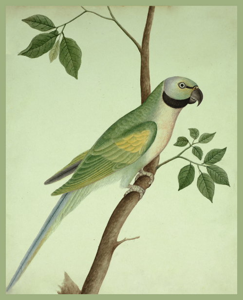  Tropical Elegance: 'Green Parrot' Bird - Print on Paper 