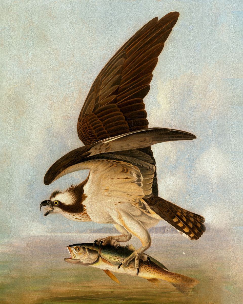  In the Wilderness: The Fish Hawk's Aerial Triumph Unveiled - Art Print on Paper ARTEMYST