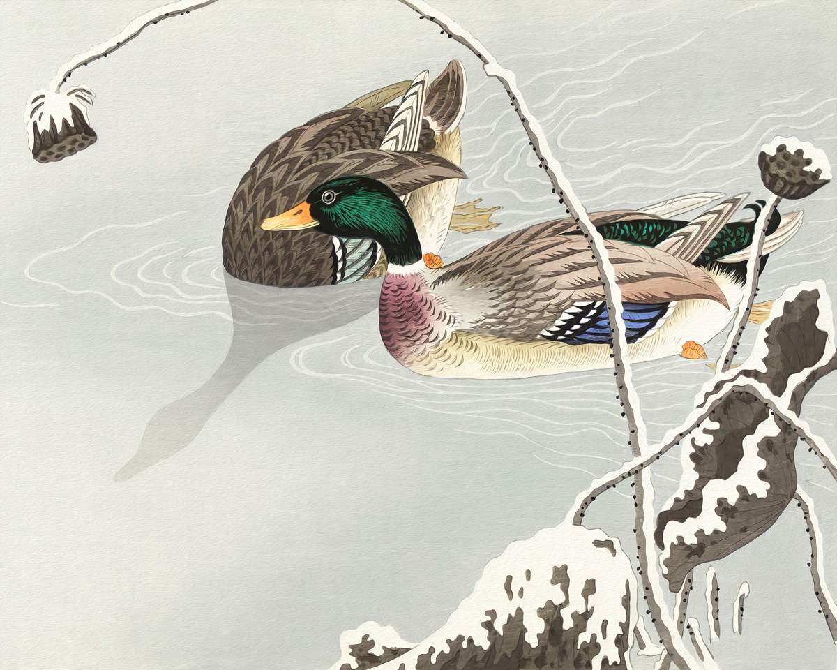  Serenity in Motion: Mallard Ducks Gliding Lakeside - Art Print on Paper ARTEMYST