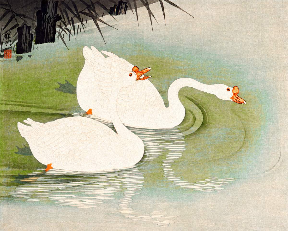  Aqua Serenity: Tranquil Waters and Two Swimming Geese- Art Print on Paper ARTEMYST