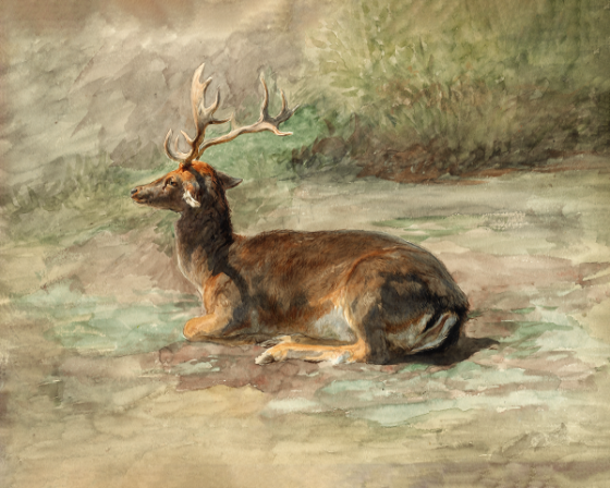  Resilient Beauty: 'Waiting Deer' Animal Art - Print on Fine Art Paper. ARTEMYST